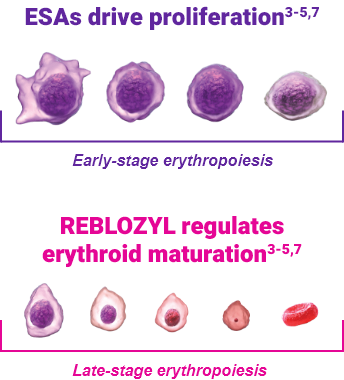 ESA versus REBLOZYL® erythroid maturation